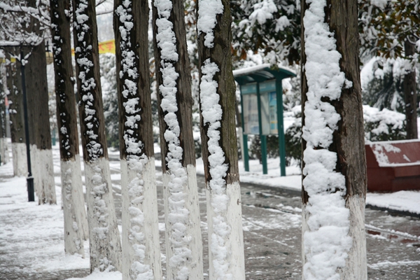 校園雪景